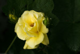 Bettled Yellow Rose.jpg