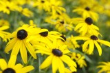 Yellow Morning