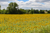 Sunflower fields