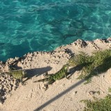 Iguanas in the sun. / 2017_01_25_Bonaire_iPhone _065.jpg