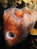 Sponge with flash-surprisingly pink!  / 2017_01_30_Bonaire_G10 _345.jpg