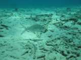 Yellowfin mojarra cruising the sandy bottom, made to match  / 2017_02_02_Bonaire_G10 _907.jpg