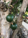 Calabash - fruit on the trunk! Crescentia cujete / 2017_02_02_Bonaire_iPhone _180.jpg