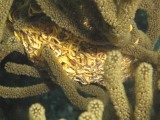Basket star coiled up for the day. / 2017_02_03_Bonaire_G10 _1123.jpg