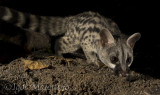 Genetta (Genetta genetta - Common Genet)