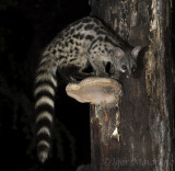 Genetta (Genetta genetta - Common Genet)