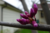 Rose Bud Tree