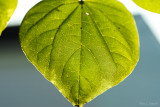 Red Bud Tree Leaf