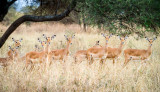 Impalas