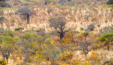 Savanna with Baobab trees