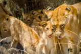 Female lion and her cubs 
