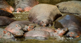Common hippopotamus