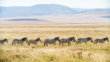 Plains zebra