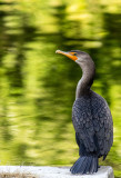 Cormoran d'automne
