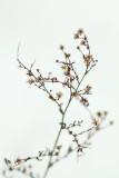 Vestiges