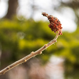  Sumac de Virginie 