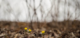 Eranthis hyemalis 