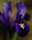 Iris rticul 