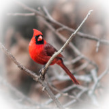 Painted Cardinal