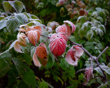 A Frosty Start