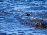 Watchful Seal