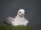 Fulmar