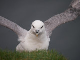 Fulmar