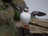 Puffin Wings