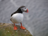 Puffin