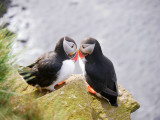 Puffin Couple