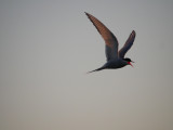 Arctic Tern