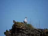 Redwing, Ptarmigan, and midges