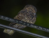 Dusky Nightjar