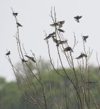 tree swallow rule of thirds sm.jpg