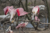 Roseate spoonbill