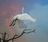 Great Egret