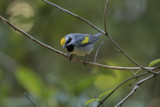 Golden winged Warbler 