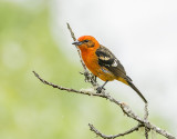 Flame colored tanager 