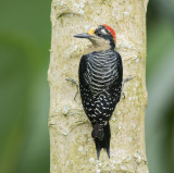 Black-cheeked woodpecker 
