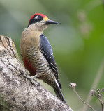 Black-cheeked woodpecker 