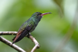 rufous hummingbird 