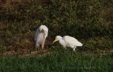 Kohger, ibis