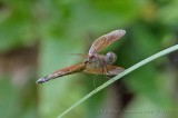 Straight-edged Red Parasol Dragonfly 