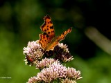 Gehakkelde aurelia Polygonia c-album.jpg