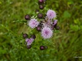 Akkerdistel  Cirsium arvense.JPG