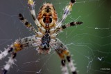 Kruisspin Araneus diadematus .jpg