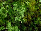 Smal bekermos Cladonia coniocraea .jpg