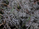 Open Rendiermos - Cladonia portentosa.JPG