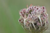 Wilde peen  Daucus carota.JPG