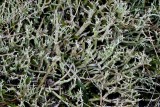 Gevorkt heidestaartje  Cladonia furcata.jpg